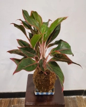 Cây Kokedama Phú Quý - belovedbeyond.com