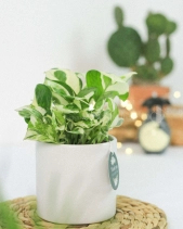 Cây Xanh Chậu Để Bàn  Của 9X Garden Tại Hồ Chí Minh  - D614851 - belovedbeyond.com