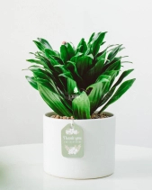 Cây Xanh Chậu Để Bàn  Của 9X Garden Tại Hồ Chí Minh  - D614849 - belovedbeyond.com