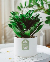 Cây Xanh Chậu Để Bàn  Của 9X Garden Tại Hồ Chí Minh  - D614849 - belovedbeyond.com