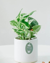 Cây Xanh Chậu Để Bàn  Của 9X Garden Tại Hồ Chí Minh  - D614851 - belovedbeyond.com