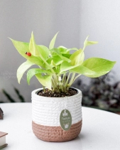 Cây Xanh Chậu Để Bàn  Của 9X Garden Tại Hồ Chí Minh  - D614850 - belovedbeyond.com