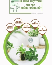 Cây Xanh Chậu Để Bàn  Của 9X Garden Tại Hồ Chí Minh  - D614850 - belovedbeyond.com