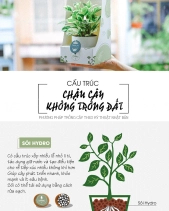 Cây Xanh Chậu Để Bàn  Của 9X Garden Tại Hồ Chí Minh  - D614850 - belovedbeyond.com