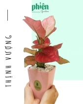 Cây Thịnh Vượng Để Bàn - belovedbeyond.com