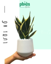 Cây Lưỡi Hổ Thái Để Bàn - belovedbeyond.com