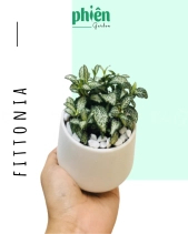 Cây Cẩm Nhung Lá May Mắn Để Bàn - belovedbeyond.com