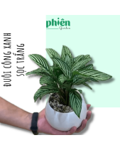 Cây Đuôi Công Xanh Sọc Trắng Để Bàn - belovedbeyond.com