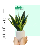 Cây Lưỡi Mèo - Lưỡi Hổ Để Bàn - belovedbeyond.com
