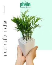 Cây Cau Tiểu Trâm Để Bàn - belovedbeyond.com