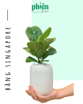 Cây Bàng Singapore Để Bàn - belovedbeyond.com