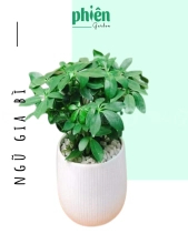 Cây Ngũ Gia Bì Để Bàn - belovedbeyond.com