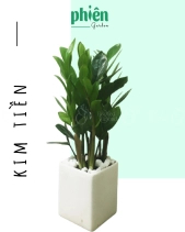 Cây Kim Tiền Để Bàn - belovedbeyond.com