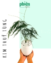 Cây Kim Thuỷ Tùng Để Bàn - belovedbeyond.com