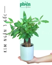 Cây Kim Ngân 3 Gốc Để Bàn - belovedbeyond.com