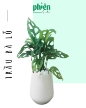 Cây Trầu Bà Lỗ Để Bàn - belovedbeyond.com