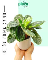 Cây Đuôi Công Xanh Để Bàn - belovedbeyond.com