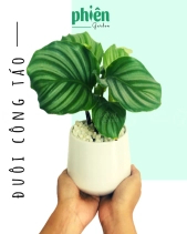 Cây Đuôi Công Táo Để Bàn - belovedbeyond.com