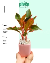 Cây Phú Quý Để Bàn - belovedbeyond.com