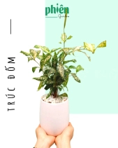 Cây Trúc Đốm Để Bàn - belovedbeyond.com