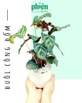 Cây Đuôi Công Đốm Để Bàn - belovedbeyond.com