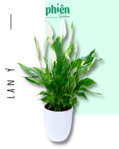 Cây Lan Ý Để Bàn - belovedbeyond.com