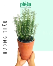 Cây Hương Thảo Để Bàn - belovedbeyond.com