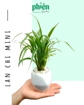 Cây Lan Chi Mini Để Bàn - belovedbeyond.com