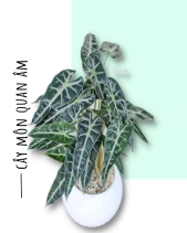 Cây Môn Quan Âm Để Bàn - belovedbeyond.com