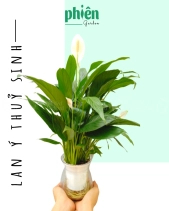 Cây Lan Ý Thuỷ Sinh Để Bàn - belovedbeyond.com