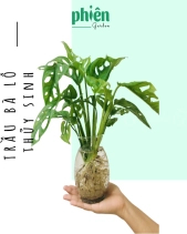 Cây Trầu Bà Lỗ Thuỷ Sinh Để Bàn - belovedbeyond.com