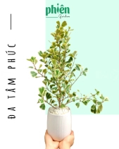 Cây Đa Tâm Phúc Để Bàn - belovedbeyond.com