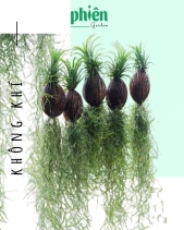 Cây Không Khí Móc Treo - belovedbeyond.com