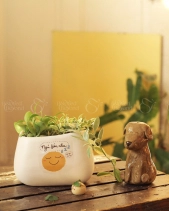 Quà Tặng Kvhp 01 - Cây Hạt Dưa - belovedbeyond.com