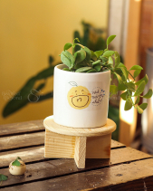 Quà Tặng Kvhp 04 - Trồng Cây Lá Rũ - belovedbeyond.com