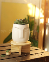 Quà Tặng Kvhp 03 - Cây Sen Đá - belovedbeyond.com