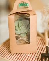 Hộp Quà Tặng Sen Đá, Set 1 Sen Đá - belovedbeyond.com