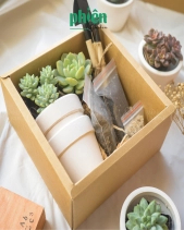 Hộp Quà Tặng Sen Đá Gardening Box - belovedbeyond.com