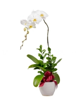 Hồ Điệp Cao Sang (01 Cành) - belovedbeyond.com
