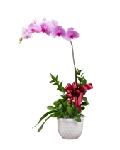 Hồ Điệp Cao Sang (01 Cành) - belovedbeyond.com
