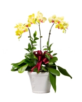 Như Ý Cát Tường (03 Cành) - belovedbeyond.com