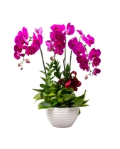 Hồ Điệp Cao Sang (03 Cành) - belovedbeyond.com