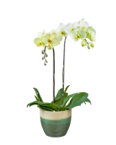 An Khang Thịnh Vượng - belovedbeyond.com