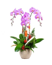 Tết Sum Vầy - belovedbeyond.com