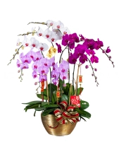 Phát Tài Phát Lộc - belovedbeyond.com