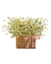 Xinh Xắn - belovedbeyond.com