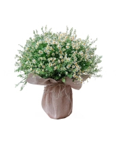 Tanna - belovedbeyond.com