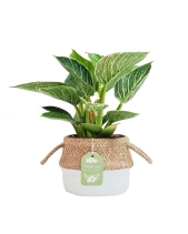 Đế Vương Trắng × Cói Gcs - belovedbeyond.com