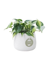 Trầu Bà Brasil × Kanso 10.0 - belovedbeyond.com