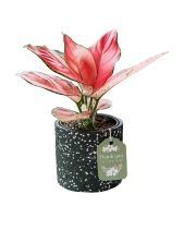 Vạn Lộc × Ami 10.0 - belovedbeyond.com